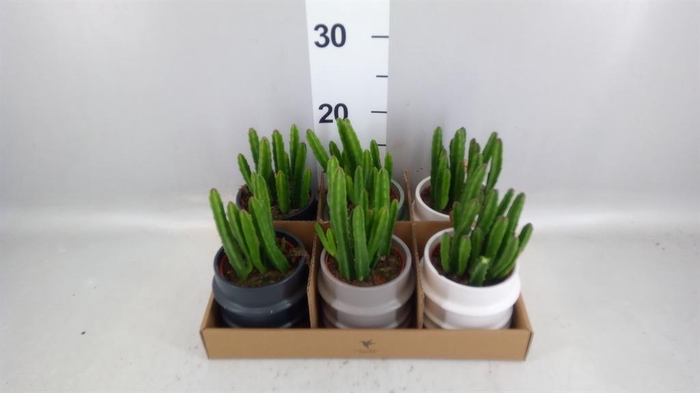 <h4>Stapelia leendertziae</h4>