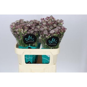 Astrantia Star Of Africa