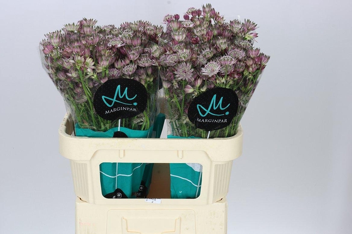 <h4>Astrantia Star Of Africa</h4>