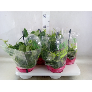 Scindapsus pictus 'Argyraeus'