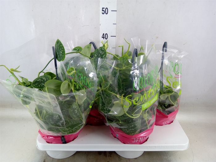 <h4>Scindapsus pictus 'Argyraeus'</h4>