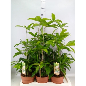Dracaena surculosa