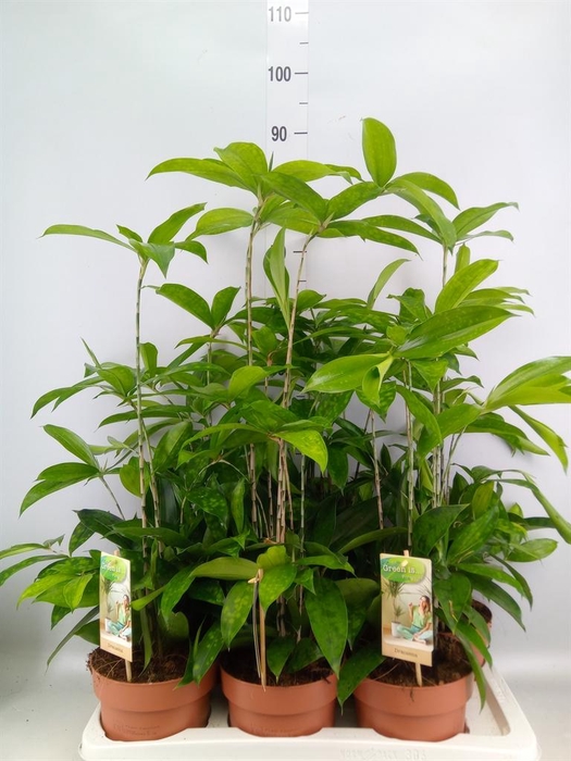 <h4>Dracaena surculosa</h4>