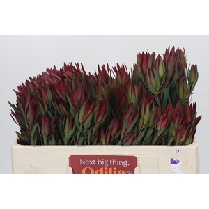 Leucadendron Blush Spray