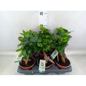 Ficus microcarpa 'Ginseng'