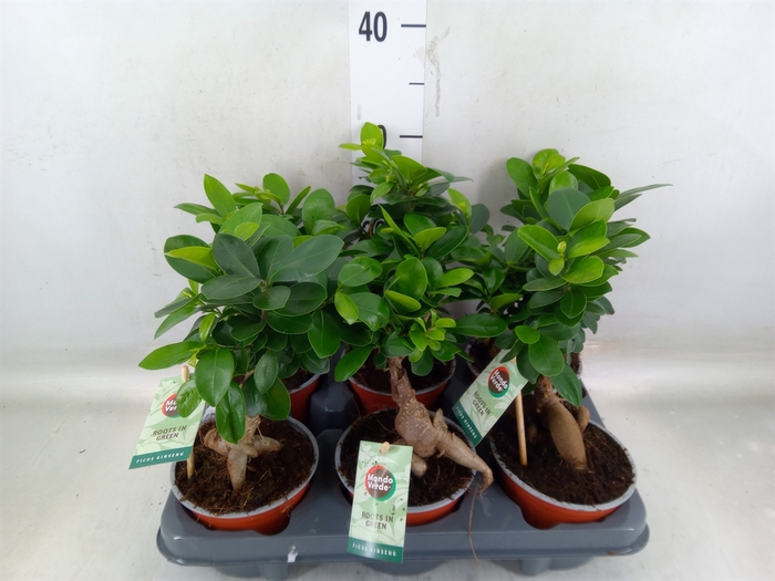 <h4>Ficus microcarpa 'Ginseng'</h4>