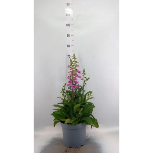 Digitalis  'Pink Panther'