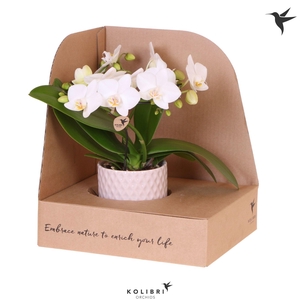Kolibri Orchids Phalaenopsis Halo white in Diamond pot nude in showbox