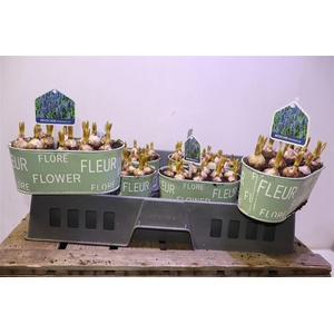 arr8 Arr Muscari In Zinken Bakje