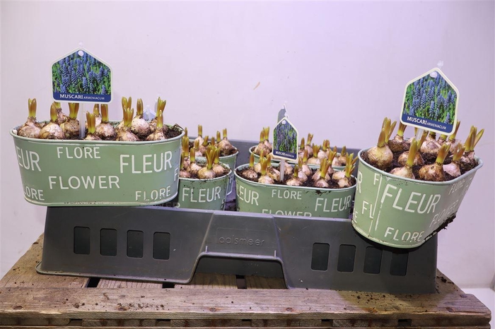 <h4>arr8 Arr Muscari In Zinken Bakje</h4>