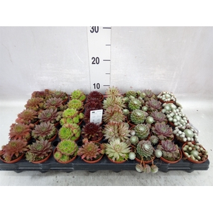 Sempervivum   ...mix