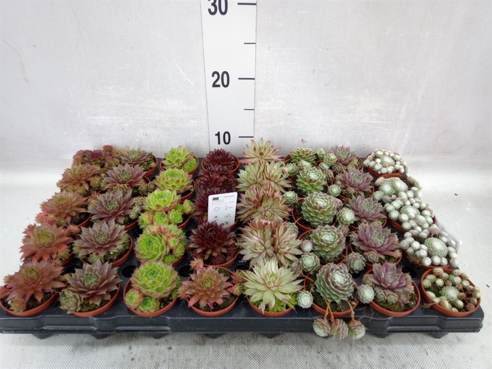 <h4>Sempervivum   ...mix</h4>