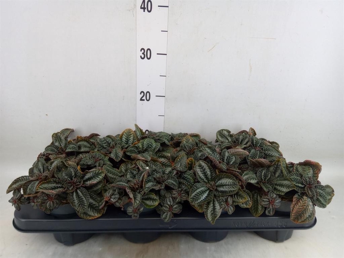 <h4>Pilea  'Norfolk'</h4>