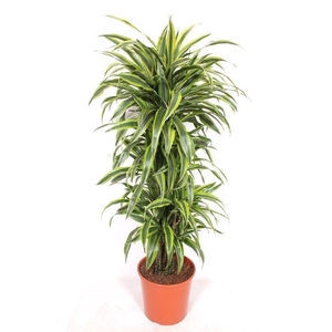 Dracaena Lemon Lime