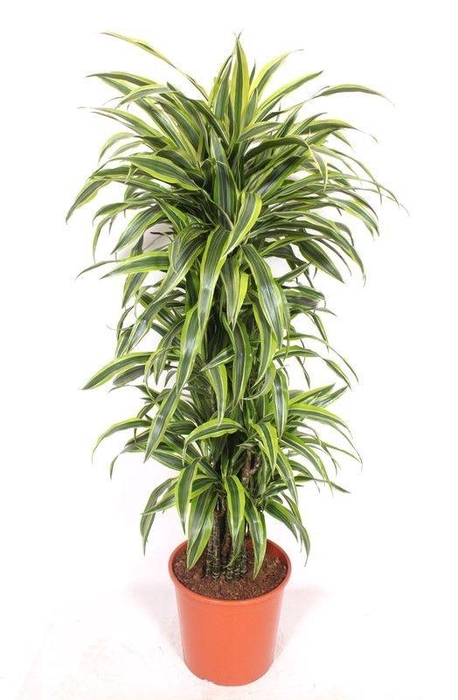 <h4>Dracaena Lemon Lime</h4>