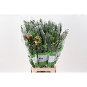 Alstr Orange Queen Fu