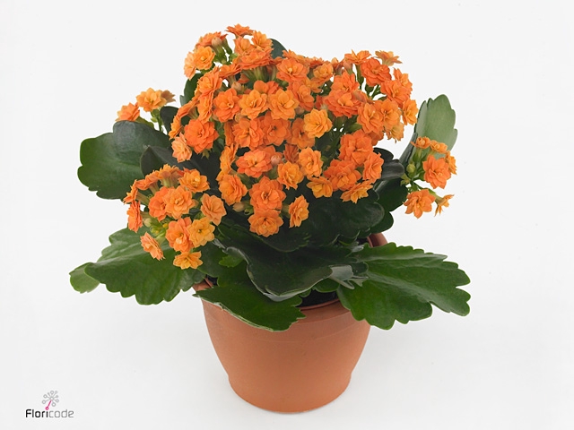 Kalanchoe blos. 'Calandiva Hawn'