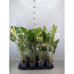 Monstera delic. 'Thai Constellatio'