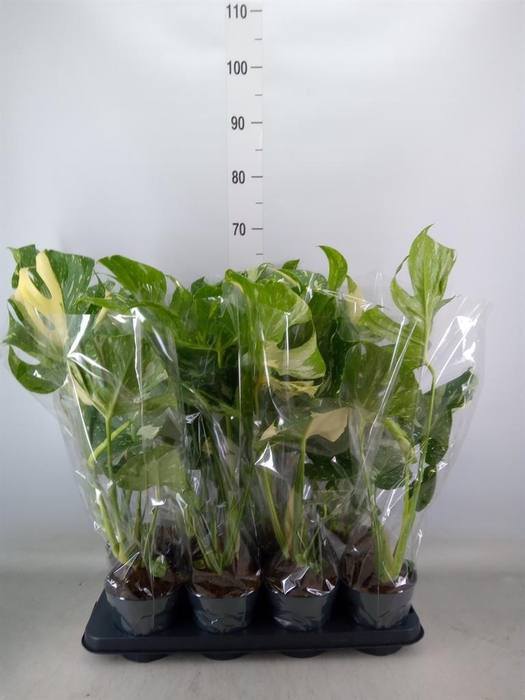 <h4>Monstera delic. 'Thai Constellatio'</h4>
