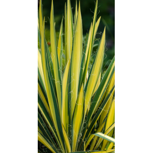 Yucca filamentosa