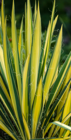 <h4>Yucca filamentosa</h4>