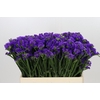 Limonium Sinuatum Navy Sun Birds
