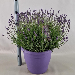 Lavandula angustifolia Essence Pur
