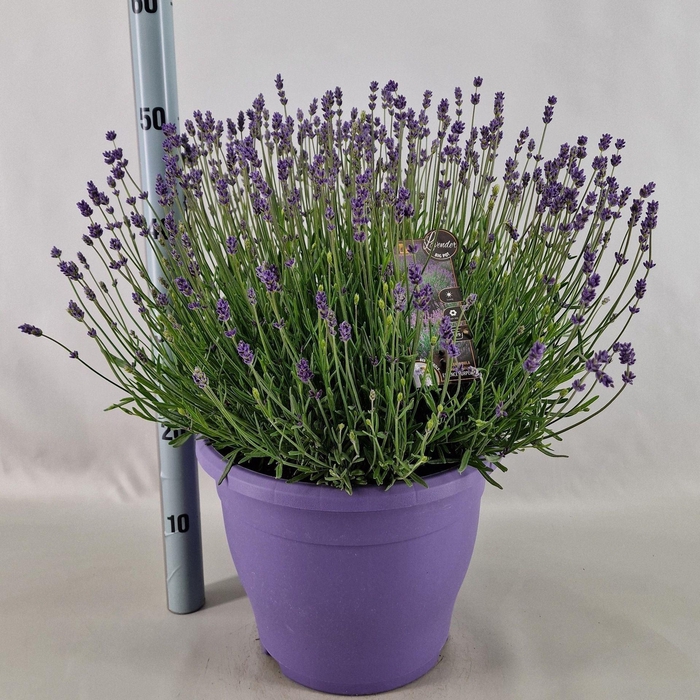 <h4>Lavandula angustifolia Essence Pur</h4>