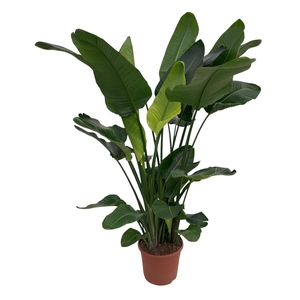 Strelitzia Nicolai P35