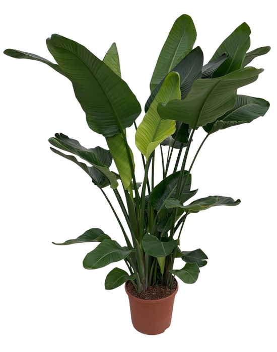 <h4>Strelitzia Nicolai P35</h4>
