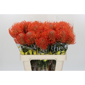 Nutans Ayoba Mandarin Zest