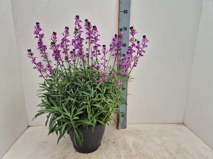 <h4>ERYS BOWLES MAUVE</h4>