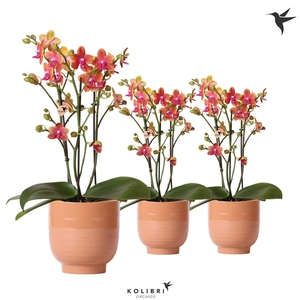 Kolibri Orchids Phalaenopsis Bolgheri 3 spike in Glazed Cognac