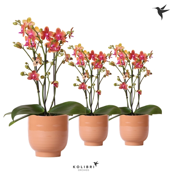 <h4>Kolibri Orchids Phalaenopsis Bolgheri 3 spike in Glazed Cognac</h4>