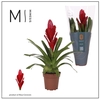 Vriesea Intenso Red