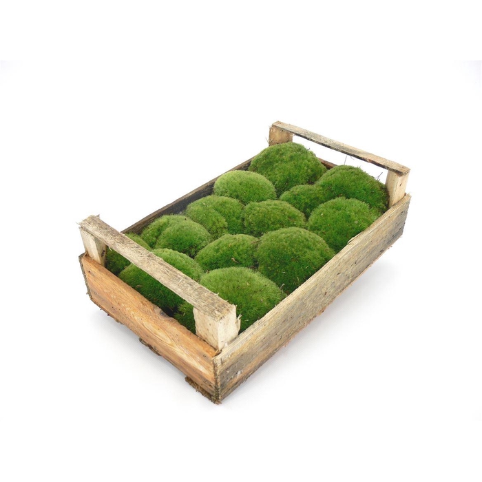 <h4>Mos Bolmos ( Houten Kist ) X170</h4>