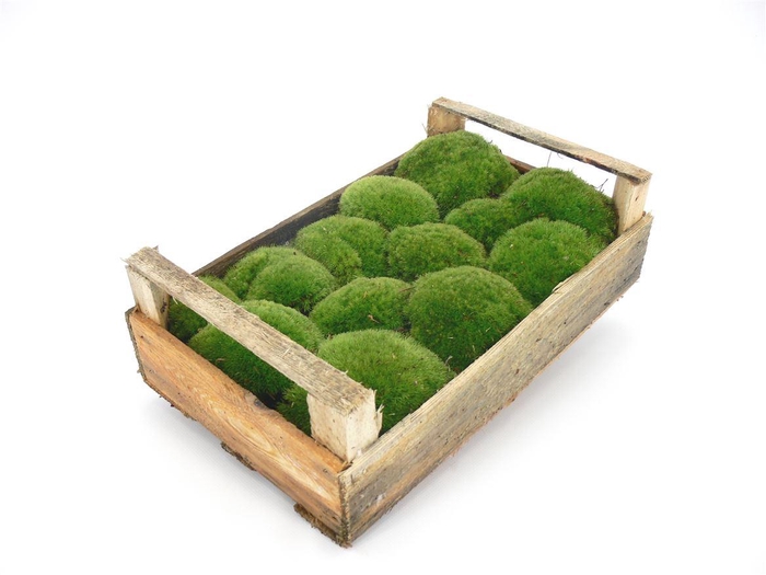Mos Bolmos ( Houten Kist ) X170