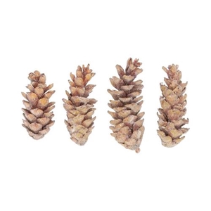 Pinecone Strobus Sugared 4 Pcs Slv L19W12H14