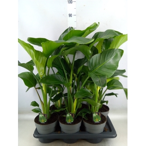 Strelitzia nicolai