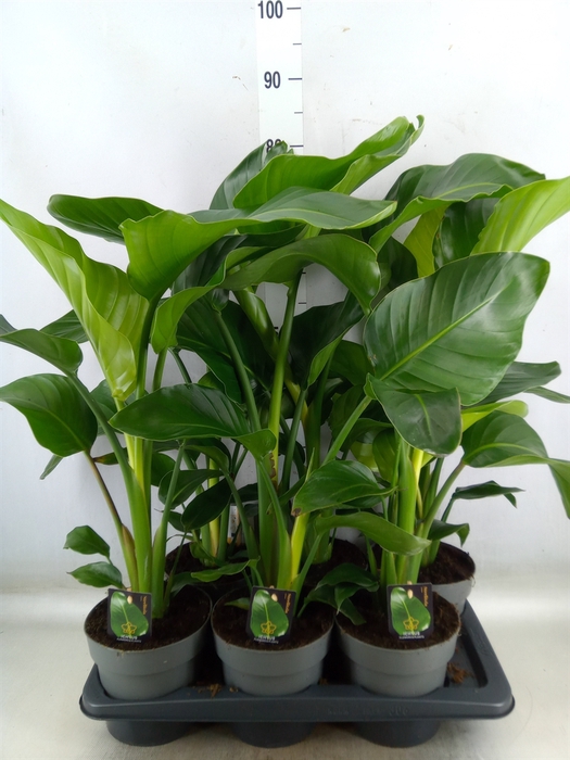 <h4>Strelitzia nicolai</h4>