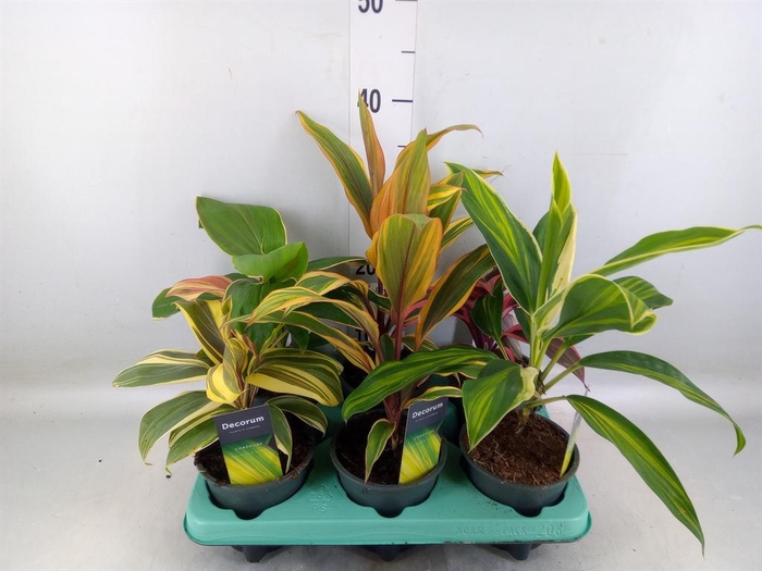<h4>Cordyline   ...mix</h4>