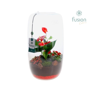 Green Bottle Love, Isabella XXLarge Anthurium Arrangement D23