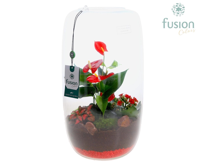 <h4>Green Bottle Love, Isabella XXLarge Anthurium Arrangement D23</h4>