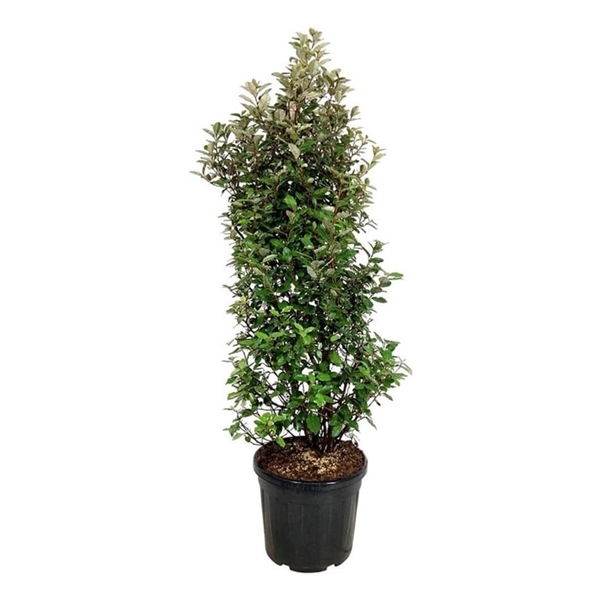 <h4>Elaeagnus ebb. 'Compacta'</h4>