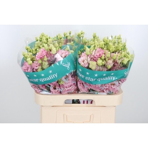 Eus G Alissa Ligh Pi