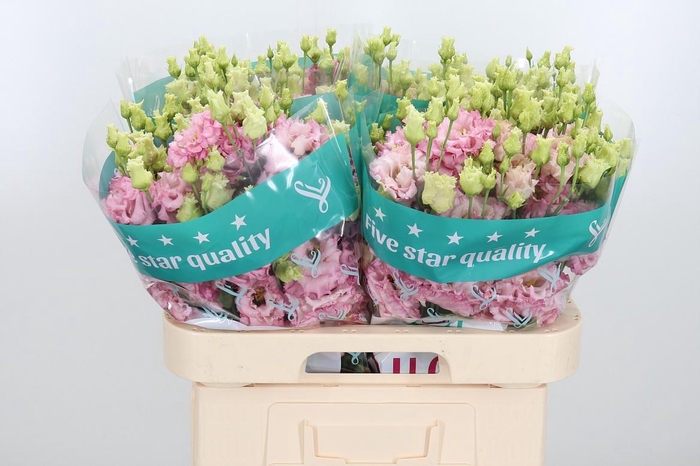 <h4>Eus G Alissa Ligh Pi</h4>