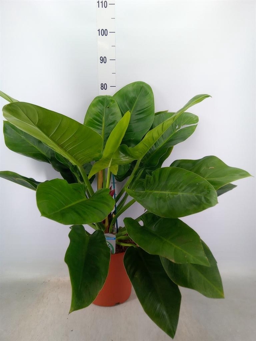 <h4>Philodendron  'Imperial Green'</h4>