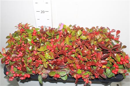 <h4>Gaulth Procumbens</h4>