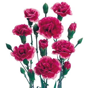 DIAN.TR. Royal Tessino