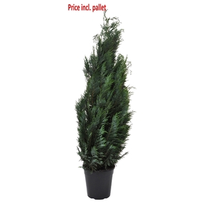 Chamaecyparis law. Columnaris, plantmaat 120-140 cm - Rondgestoken - PALLET